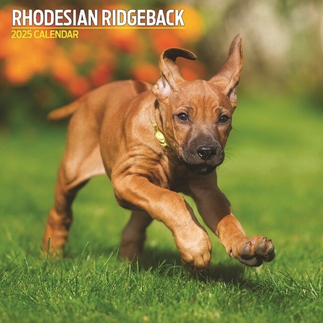 Rhodesian Ridgeback Calendar 2025