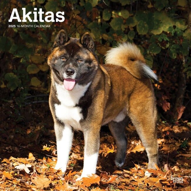 Calendrier Akita 2025