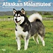 Browntrout Calendario Alaskan Malamute 2025