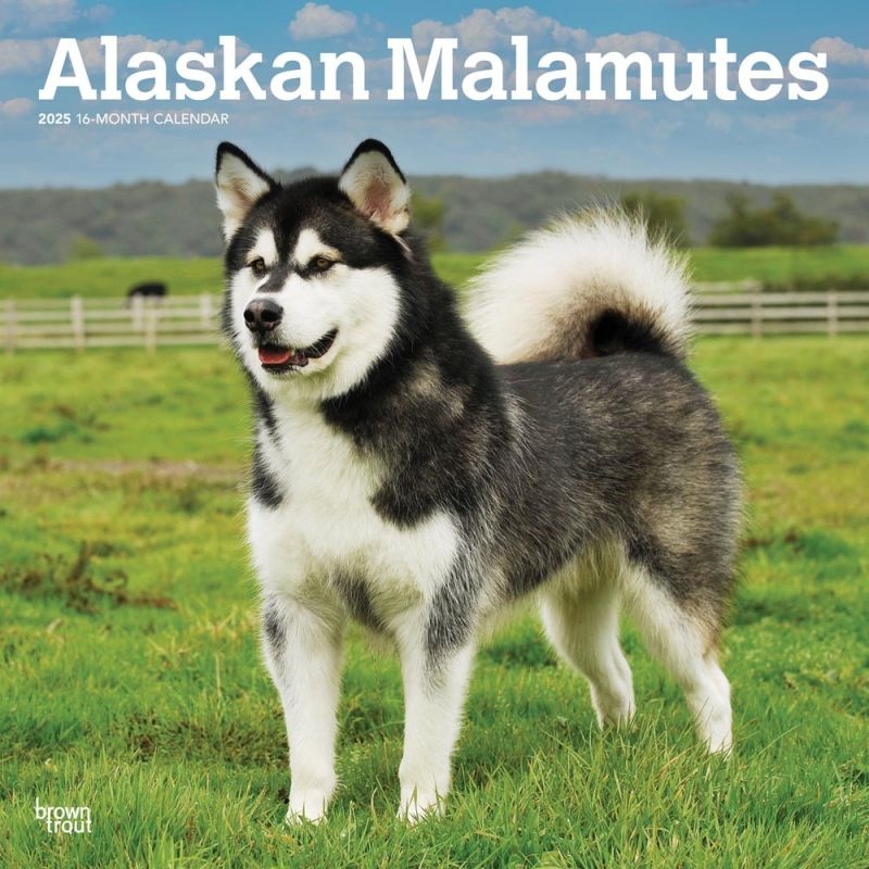 Alaskan Malamutes 2025 12 X 24 Inch Monthly Square Wall Calendar Plastic-Free