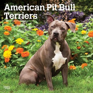Browntrout Calendrier du Pit Bull Terrier Américain 2025