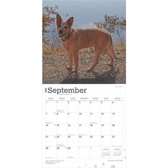 Australian Cattle Dog Calendar 2025 Order online easily