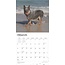 Australian Cattle Dog Kalender 2025