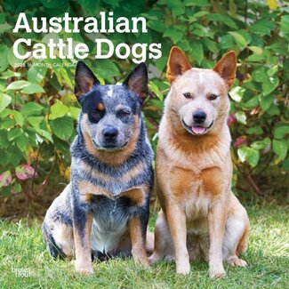 Browntrout Calendario del cane bovino australiano 2025