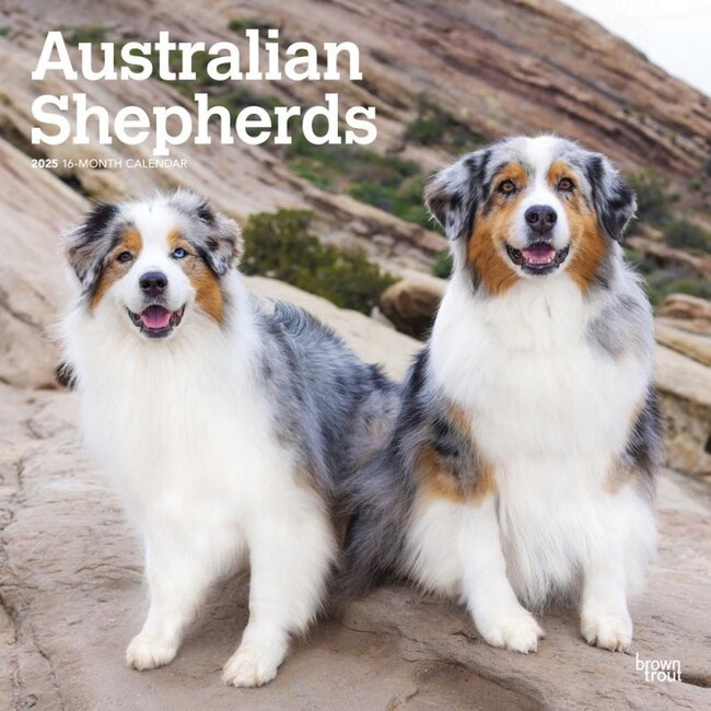 Browntrout Calendario del pastore australiano 2025