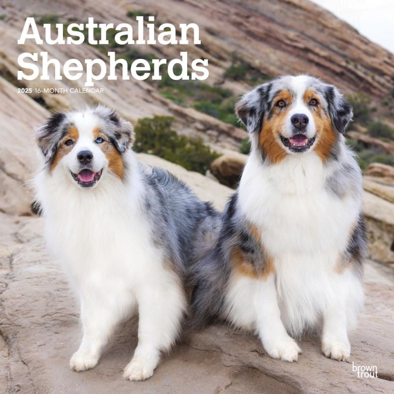 Australian Shepherd Calendar 2025 Order online easily Kalenderwinkel.nl