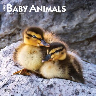 Browntrout Baby Animals Calendar 2025