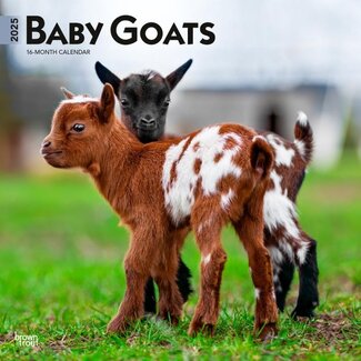 Browntrout Baby Goats Kalender 2025