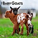 Browntrout Baby Goats Calendar 2025