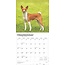 Basenji Kalender 2025