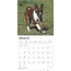 Basenji Kalender 2025