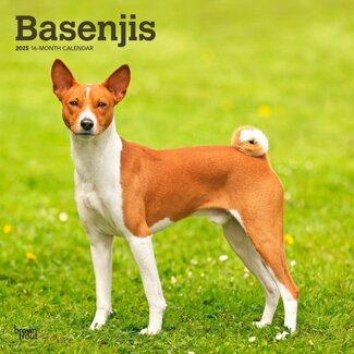 Browntrout Calendrier Basenji 2025