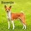 Basenji Kalender 2025