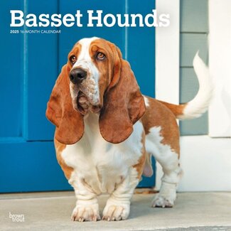 Browntrout Basset Hound Calendar 2025