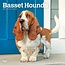 Basset Hound Kalender 2025