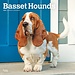 Browntrout Basset Hound Kalender 2025