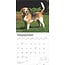 Calendario Beagle 2025