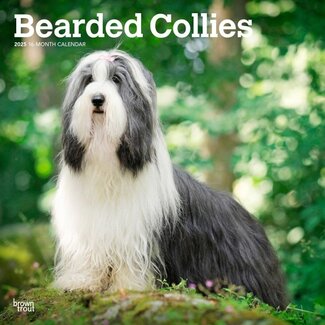 Browntrout Bearded Collie Calendar 2025
