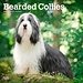 Browntrout Bearded Collie Kalender 2025