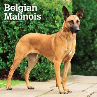 Browntrout Calendario Malinois 2025