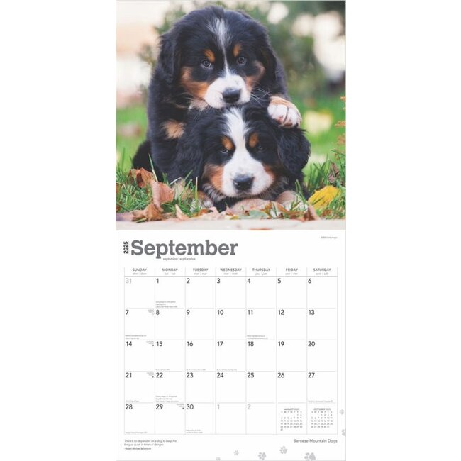 Bernese Mountain Dog Calendar 2025 Kalenderwinkel nl Kalenderwinkel nl Bernese Mountain Dog Calendar 2025 Kalenderwinkel nl Kalenderwinkel nl