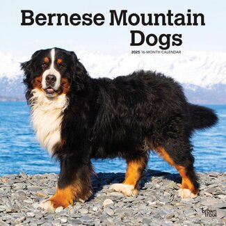 Browntrout Bernese Mountain Dog Calendar 2025