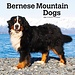 Browntrout Calendario del cane da montagna bernese 2025