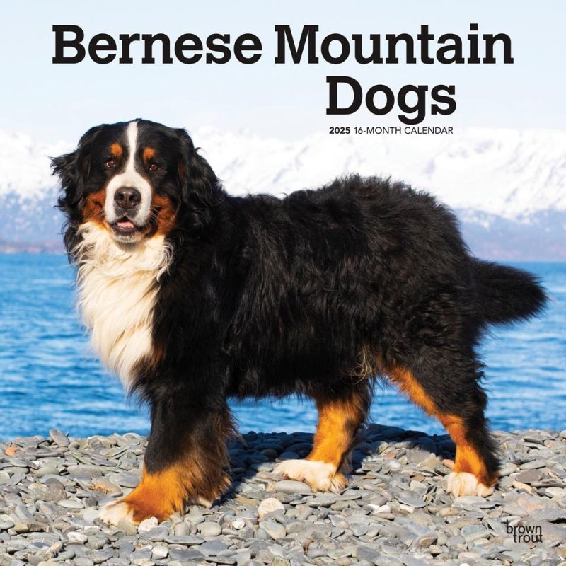 Bernese Mountain Dog Calendar 2025 Kalenderwinkel.nl Kalenderwinkel.nl