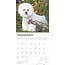 Bichon Frise Calendrier 2025