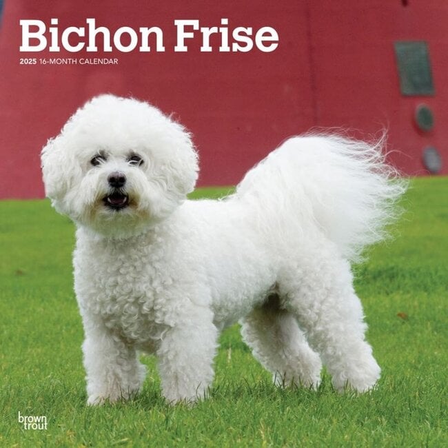 Bichon Frise Calendrier 2025