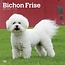 Bichon Frise Calendrier 2025