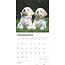 Calendario dei cuccioli di Bichon Frise 2025