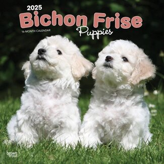 Browntrout Bichon Frise Puppies Kalender 2025