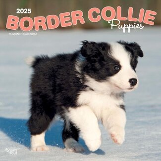 Browntrout Border Collie Cachorros Calendario 2025