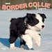 Browntrout Calendario dei cuccioli di Border Collie 2025