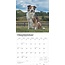 Border Collie Calendar 2025