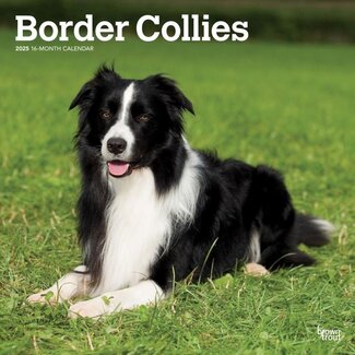 Browntrout Border Collie Kalender 2025