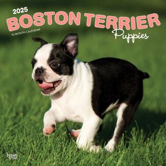 Browntrout Boston Terrier Cachorros Calendario 2025