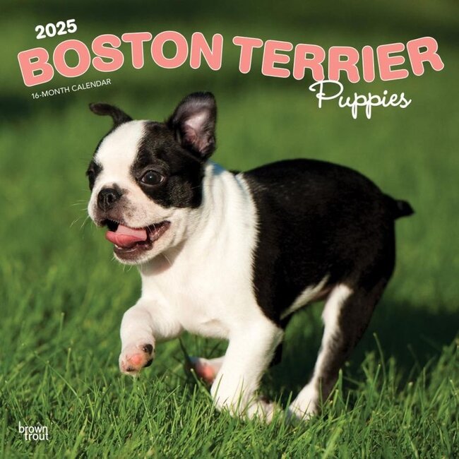 Calendario dei cuccioli di Boston Terrier 2025