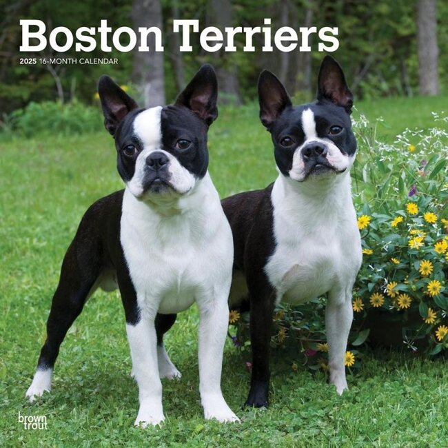 Boston Terrier Calendar 2025