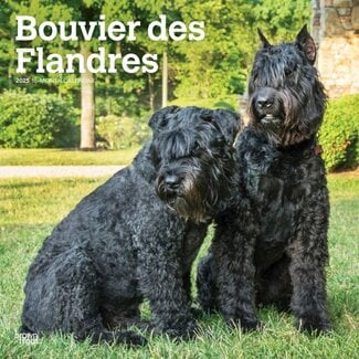 Browntrout Calendario Bouvier 2025