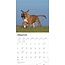 Calendario Cachorros Boxer 2025