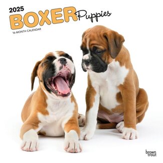 Browntrout Boxer-Welpen Kalender 2025