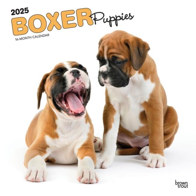 Browntrout Boxer-Welpen Kalender 2025