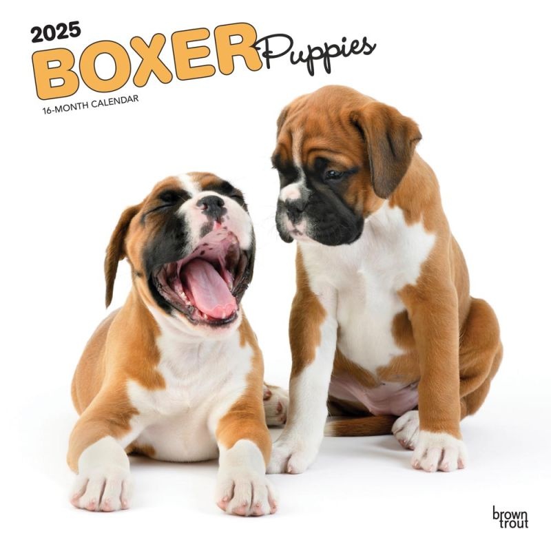 Boxer Puppies Kalender 2025