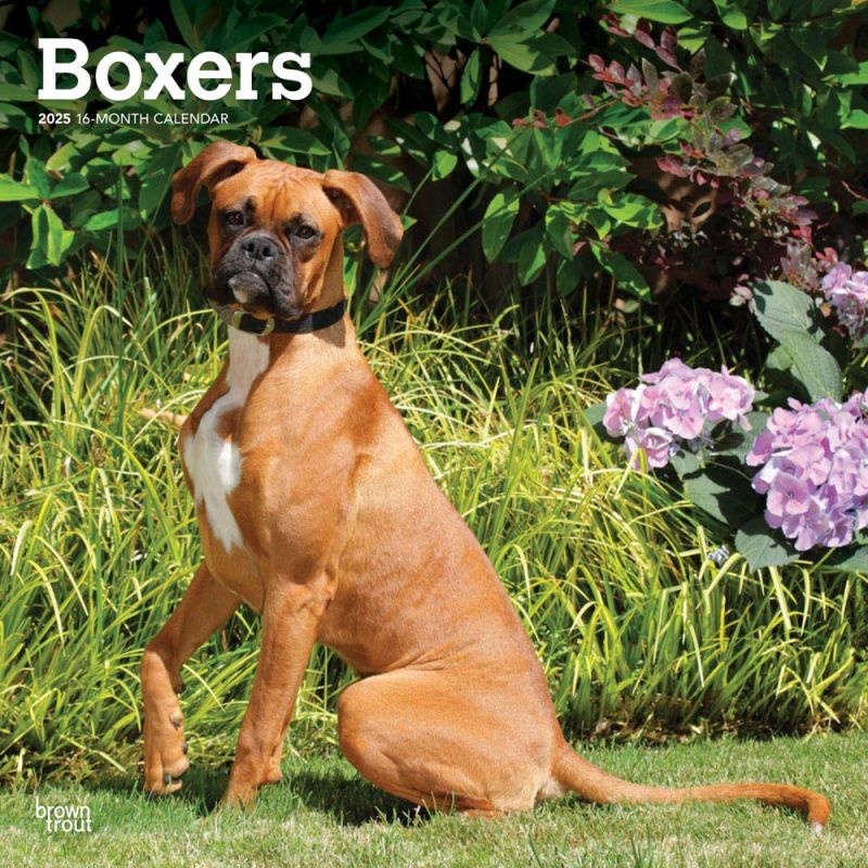 Boxer Calendar 2025 Buy with beautiful pictures of the Boxer