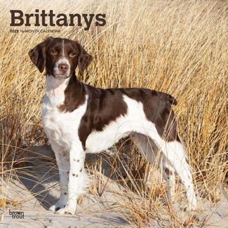 Browntrout Brittany Spaniel Calendar 2025