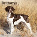 Browntrout Brittany Spaniel Kalender 2025