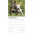 Bull Terrier Kalender 2025