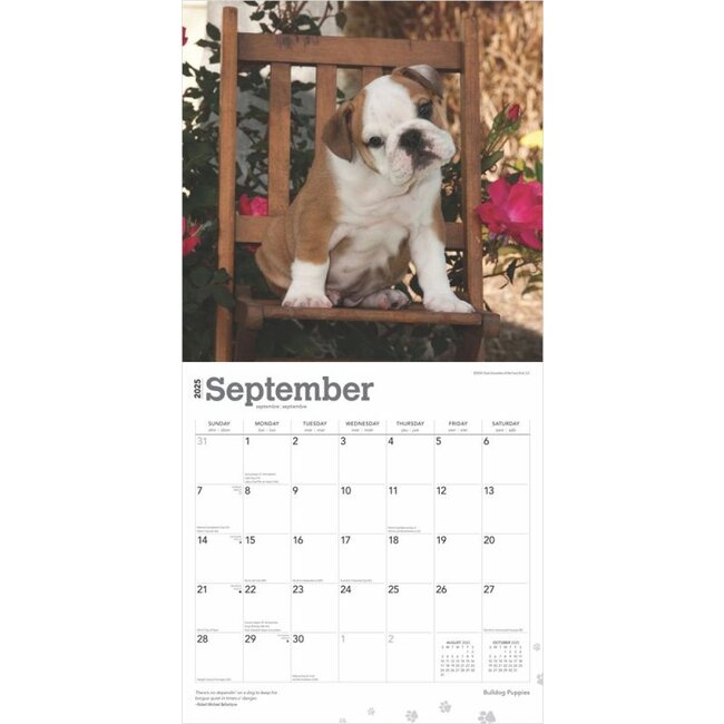 Engelse Bulldog Kalender Puppies 2025 Kopen? Eenvoudig online Kalenderwinkel.nl